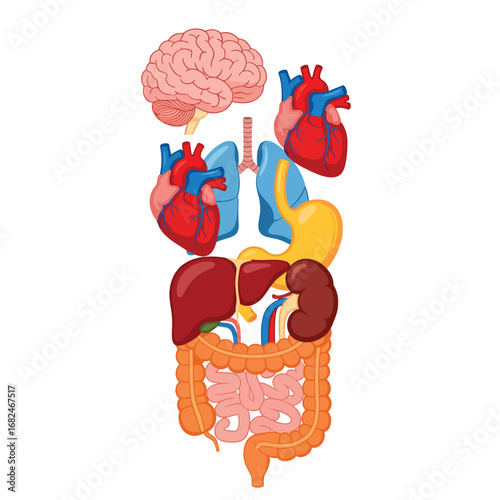 An illustrated depiction of the human body's major organs, including the brain, heart, lungs, stomach, liver, and intestines
