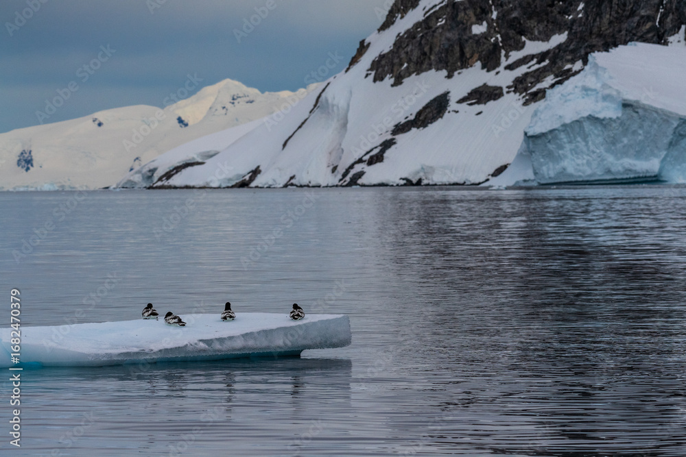 Fototapeta premium Panorama of four Cape Petrels - Daption capense- resting on an iceberg near Danco Island, on the Antarctic Peninsula