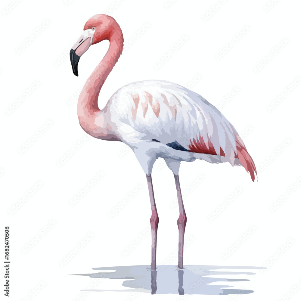 Fototapeta premium Elegant flamingo with pink and white plumage standing in shallow water