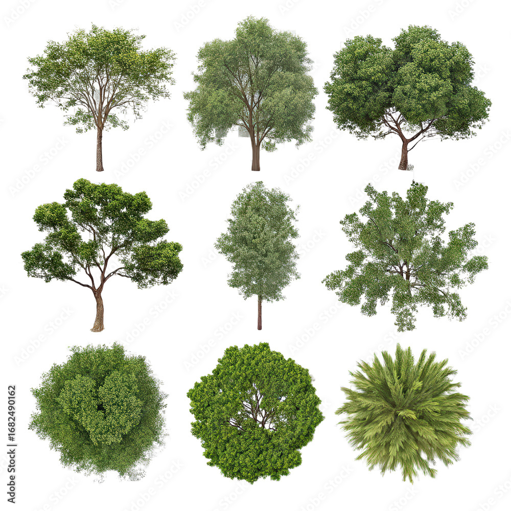 Fototapeta premium Collection of tree plan tree top view with transparent background set of tree PNG top view trees collection transparent background PNG tree plan elevation view PNG isolated tree images PNG
