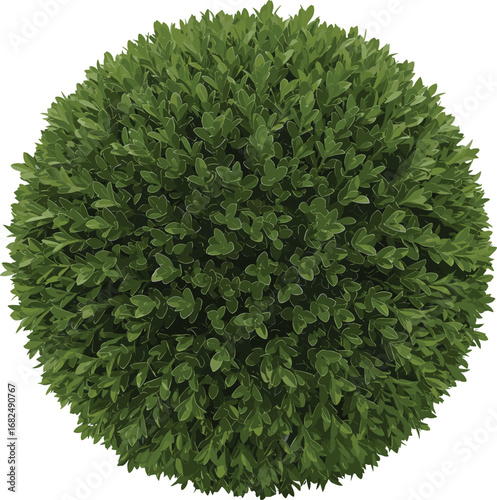 Round green bush with dense foliage, trimmed shrub top view, nature plant illustration, cartoon style, perfect for garden, landscaping, environment