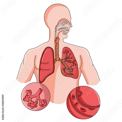 science of hand drawn vector Respiratory Process or system clipart.