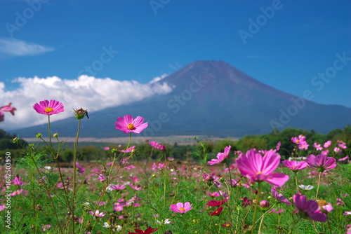 山梨県のコスモス畑と富士山