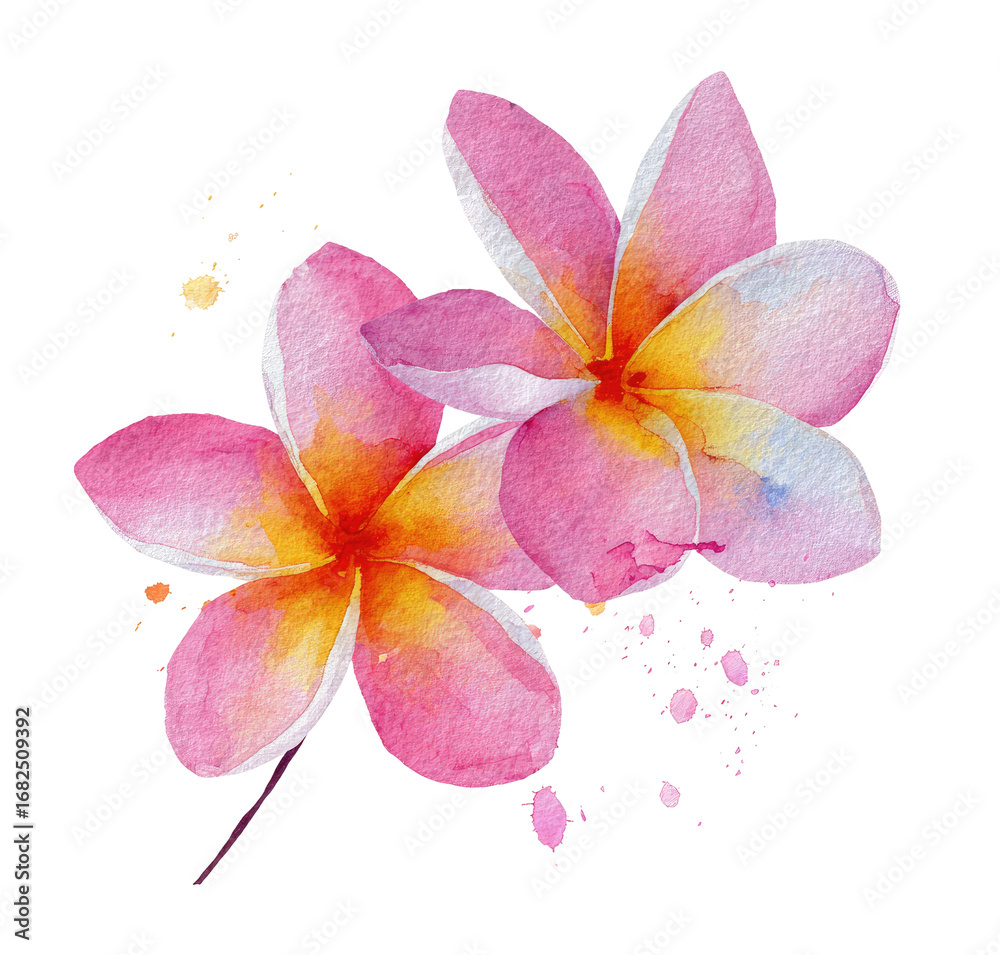 Fototapeta premium Two pink plumeria flowers, watercolor style, with splashes of color
