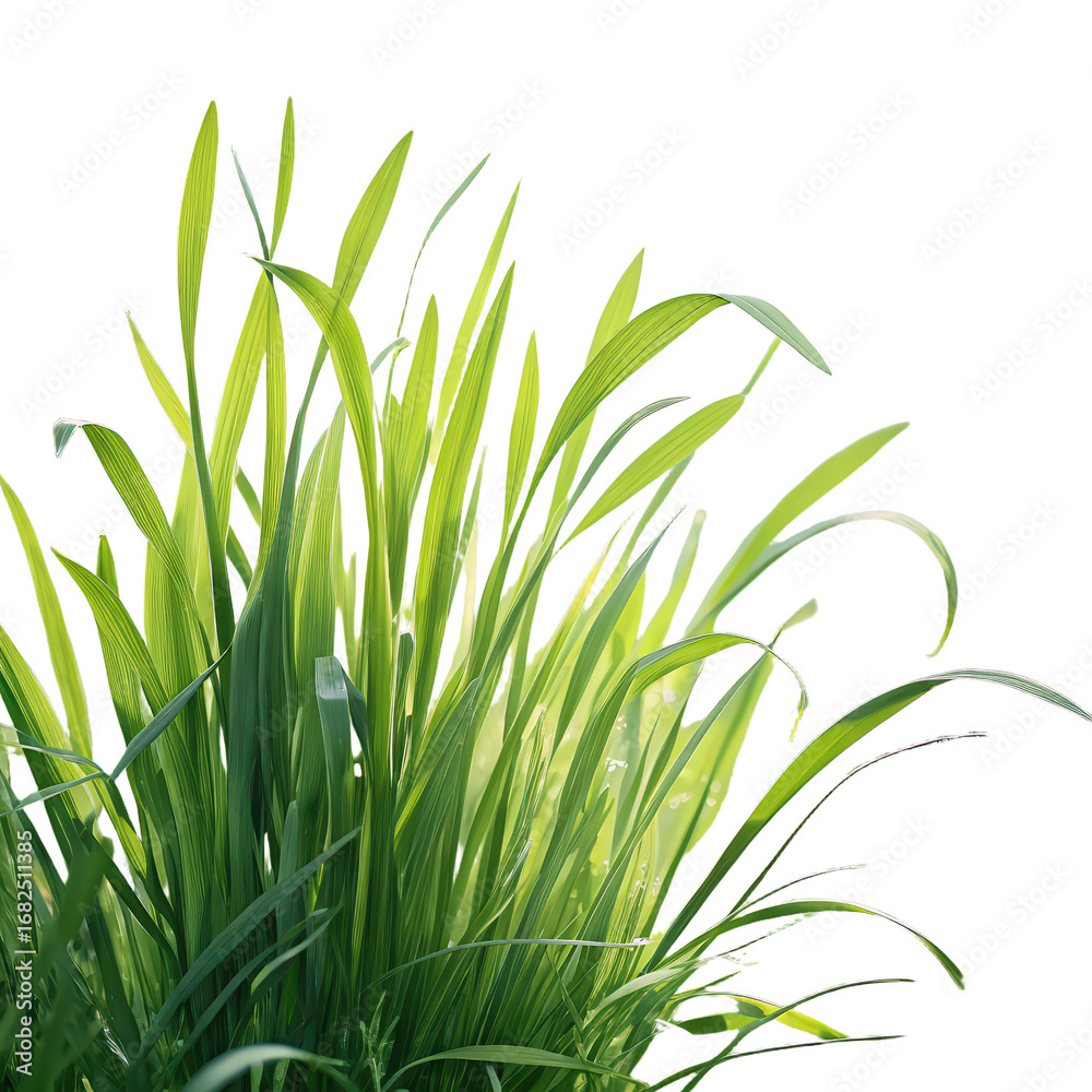 Fototapeta premium Green grass on transparent background featuring spring or summer plant lawn png nature scenery png lush greenery png eco-friendly garden png vibrant grass blades png isolated background image