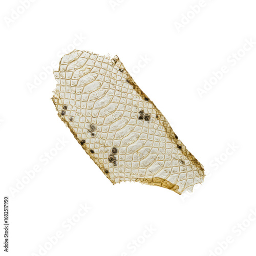 delicate, transparent, crumpled shed snake skin with intricate reptilian patterns, isolated on a transparent studio background with shadowless light, concept of natural scientific study