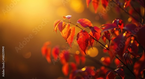 Sunlit red leaves backlit by golden sunlight