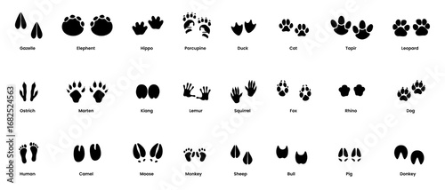 Wild Animals Footprints Silhouette Black Filled - Vector Illustration Icon.