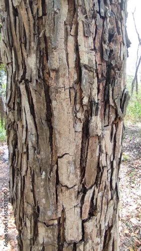 wood with cracked skin