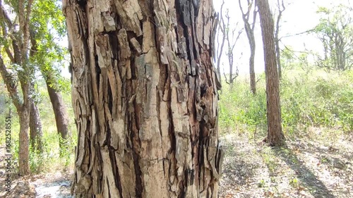 wood with cracked skin