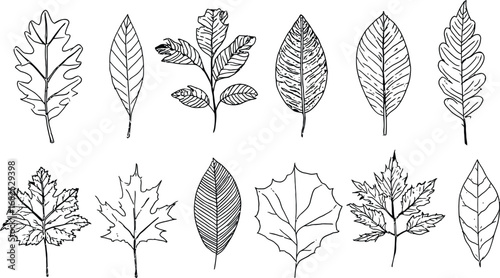 Botanical Leaf Collection – Black and White Vector Set for Nature-Inspired Design