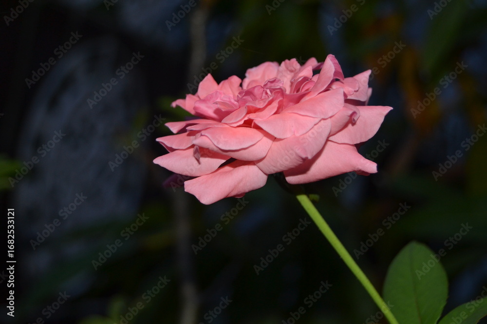 Obraz premium Pink rose in the dark