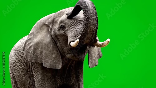Ultra-Detailed Slow Motion Shot of an African Elephant Raising its Trunk
