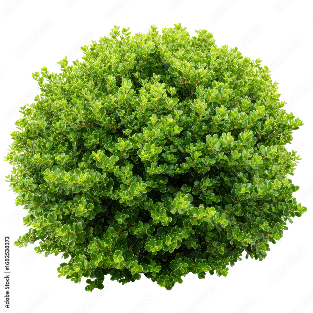 Obraz premium Lush Green Bush Sphere Isolated Black Background, isolated on a transparent background