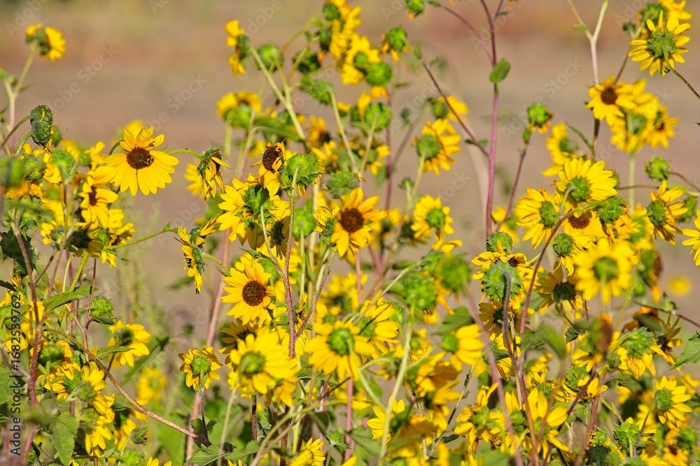 Obraz premium Superbloom of Common Sunflower, Helianthus annuus, in a field in Flagstaff, Arizona.