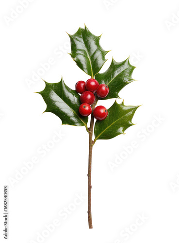 Close-up of holly sprig with vibrant red berries