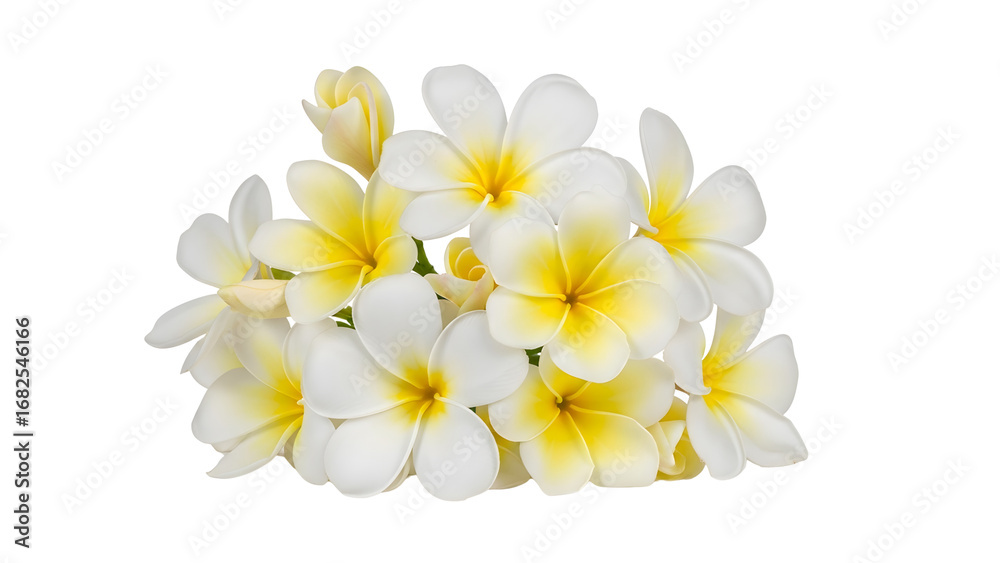 Obraz premium Close-Up of White and Yellow Plumeria Flowers on isolated transparent background suitable for funeral banner concepts