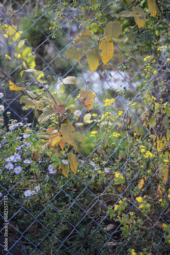 Wildflowers and grasses grow along the thin barbed wire fence.