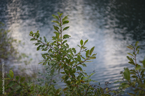 There are branches full of green leaves against the backdrop of a blue lake.