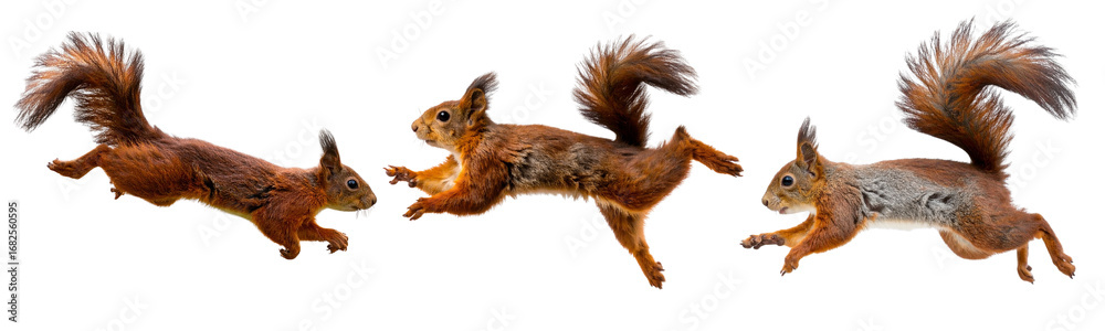 Obraz premium Sat Running Squirrel in Side View Motion, isolated on transparent background PNG