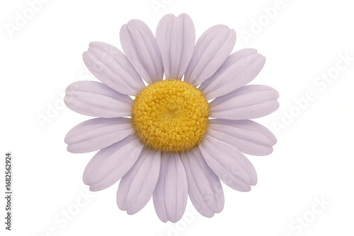 Purple daisy blossom floating on transparent backdrop, providing vivid floral accent for design compositions and digital artwork