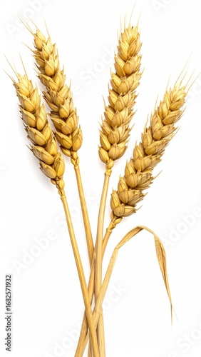 Golden wheat stalks, ripe and ready for harvest, are beautifully isolated against a stark white backdrop, showcasing their texture and form