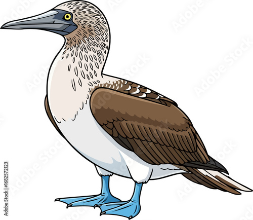 bluefooted booby illustration coastal bird, aquatic elegance, vivid blue feet, isolated on transparent background