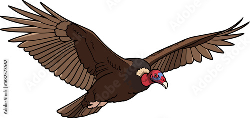 majestic turkey vulture in flight brown wings, powerful soaring, wild freedom, isolated on transparent background