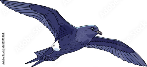 oceanic bird in flight a serene masterpiece of natures grace, isolated on transparent background