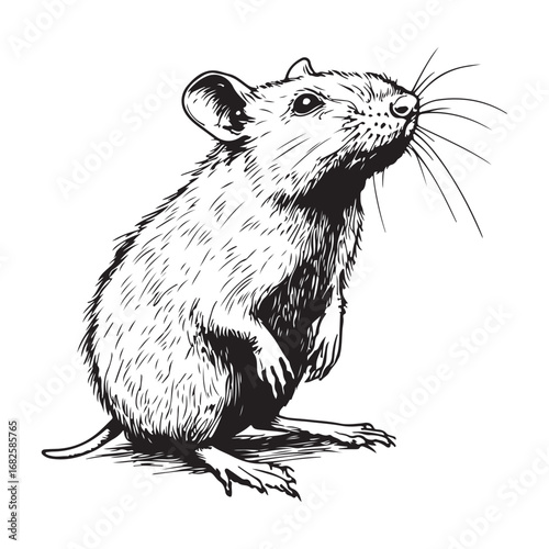 black and white rat looking up clip art preview