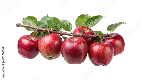 Freshly Picked Red Apples on a Branch with Leaves Isolated on White