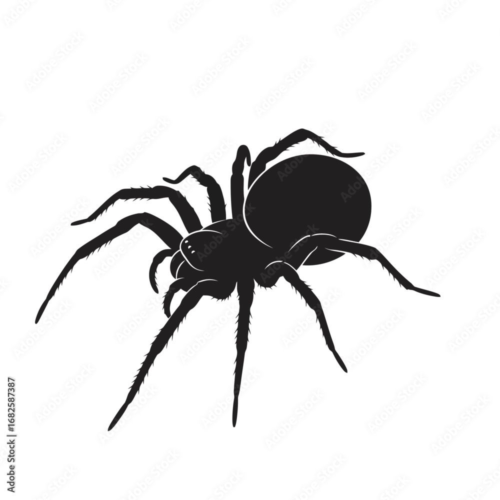 Obraz premium spider isolated on white background