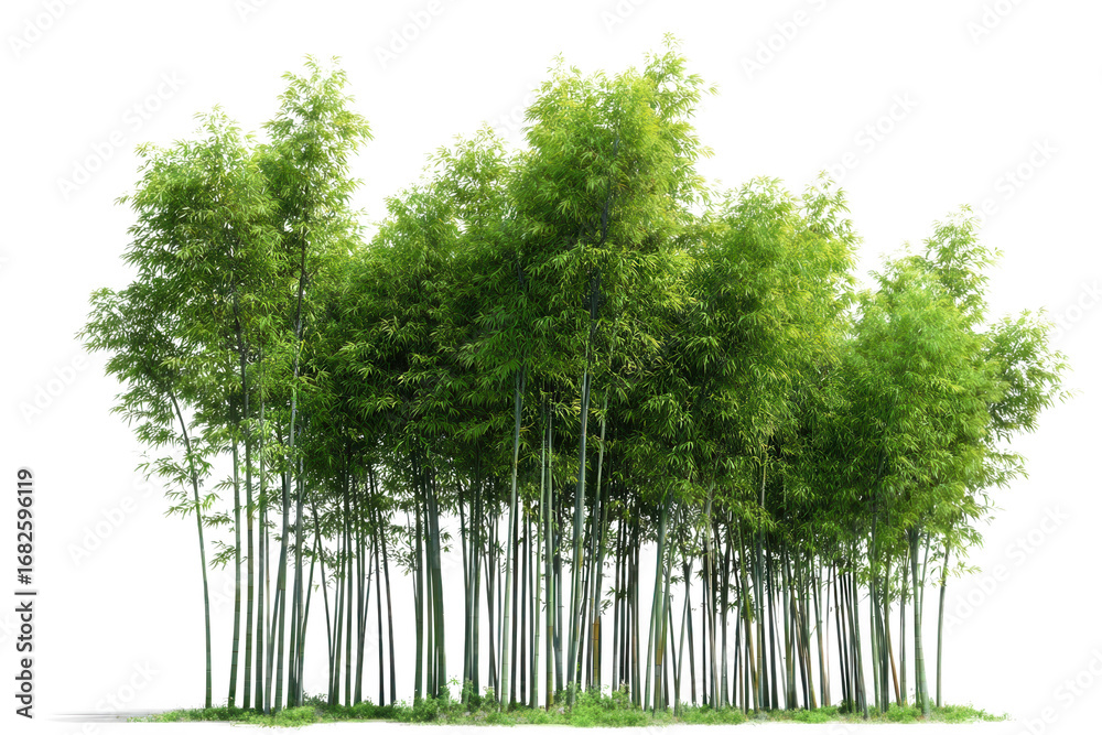 Obraz premium Dense bamboo grove with light green leaves isolated on transparent background for design use