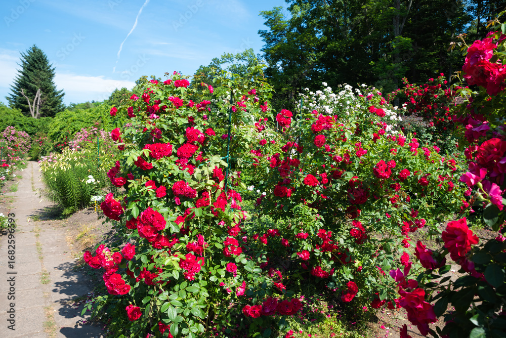 Fototapeta premium Large bush of blooming Flammentanz Roses from the Large Flowered Climber group with vibrant red petals against blue sky in a summer garden.