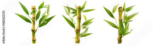 Panel kuchenny z motywem Three bamboo stalks with green leaves isolated on transparent background