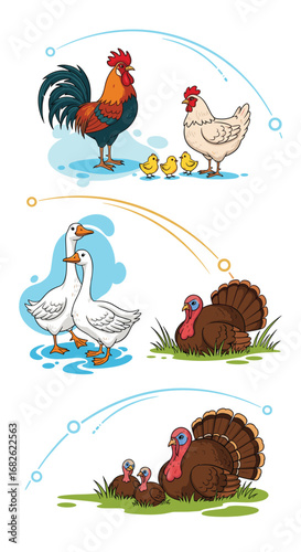 A flock of farm birds including chickens geese and turkeys living together in harmony on a beautiful sunny day