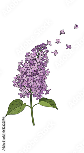 Beautiful illustration of a blooming lilac flower with petals gracefully scattering in the wind symbolizing fragility and natural beauty