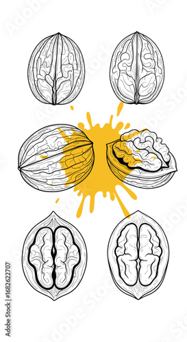 Natural walnuts whole halves kernels and shells hand drawn sketch collection