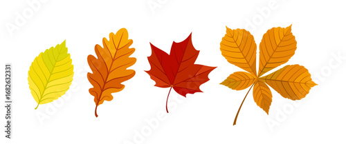 Set of beautiful autumn colorful leaves. Bright maple leaf, oak, elm and chestnut falling leaves. Vector cartoon flat illustration. Elements for cozy design.