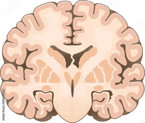 大脳の前頭断面 Cross section of the frontal cerebrum,illustration
