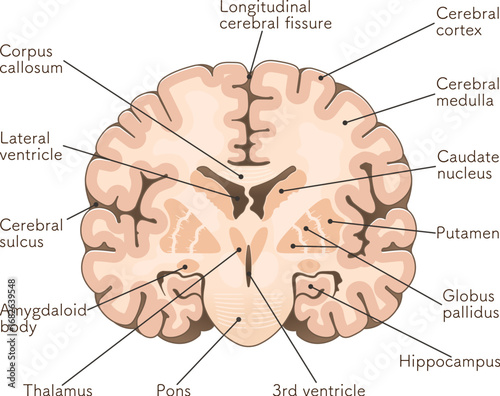 大脳の前頭断面 Cross section of the frontal cerebrum,illustration