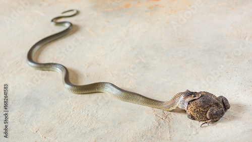 Olive house snake eating asian common toad on concrete floor