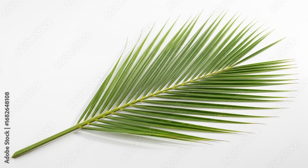 Obraz premium Coconut Leaf Isolated on White Background