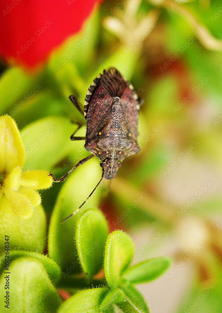Obraz premium Brown marmorated stink bug (Halyomorpha halys) crawling from branch to branch on a green plant, macro close-up of invasive insect pest in natural environment