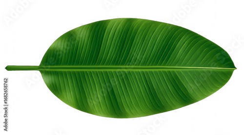 Tropical Green Banana Leaf Isolated on Transparent Background, Fresh Botanical Foliage for Natural Eco Design and Exotic Decoration
