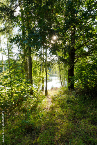 Fotografía Ein Sonnenstrahl leuchtet durch die dichten Blätter des Waldes und fällt auf einen schmalen Pfad, der zu einem See führt