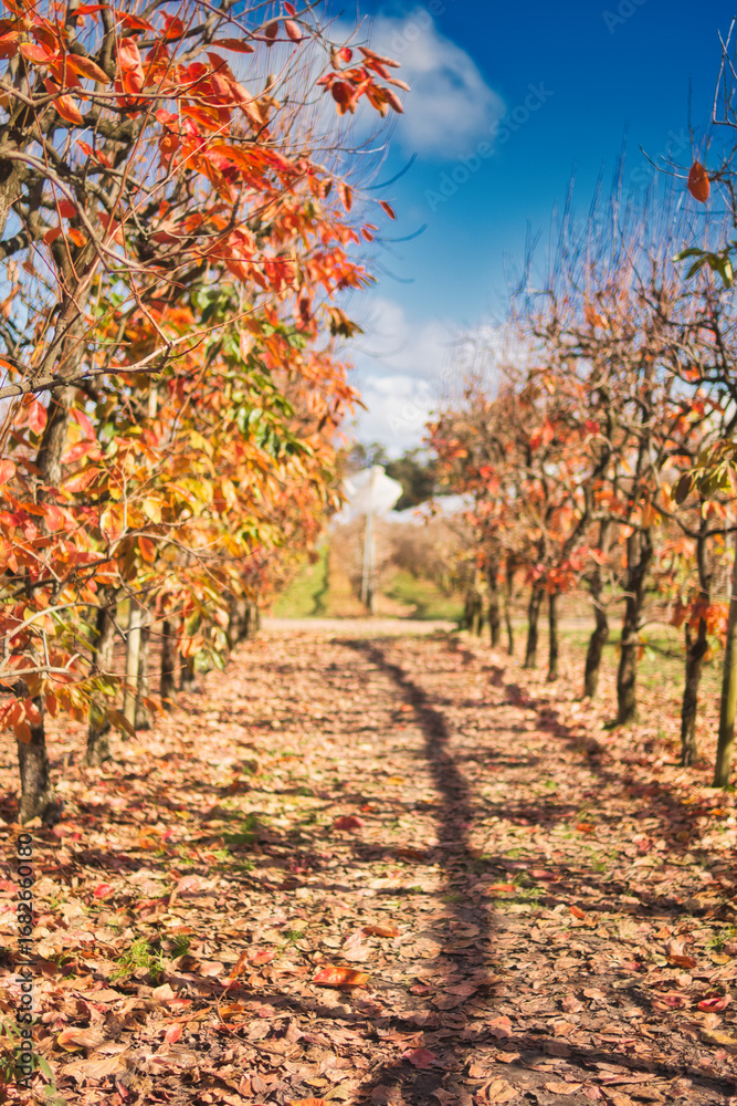 Naklejka premium Beautiful persimmon trees with beautiful autumn colours and blue sky in Western Australia. Beautiful colourful leaves of the vineyards. Bright sunny day.