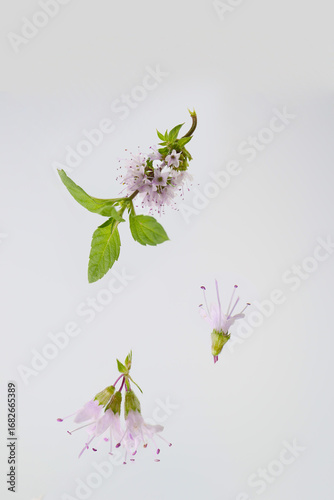 blooming pepermint twig on a grey background