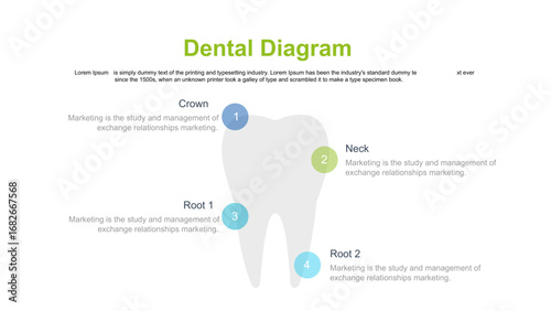 Dental Diagram Overview of Dental Procedures