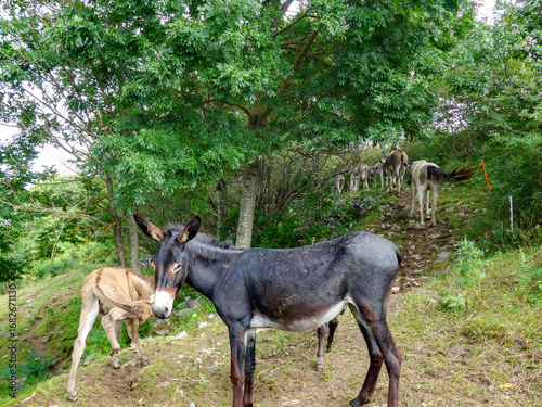 Panorami delle valli bergamasche, Lombardia
